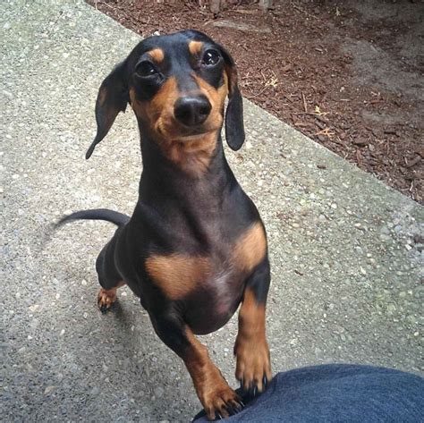 We do have some reservations but should have some puppies available under normal conditions. . Seattle dachshund breeder